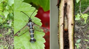 СОХНУТ ЛИСТЬЯ И ВЕТКИ НА СМОРОДИНЕ. САМЫЙ ОПАСНЫЙ ВРЕДИТЕЛЬ #смородина #вредители #стекляница #сад