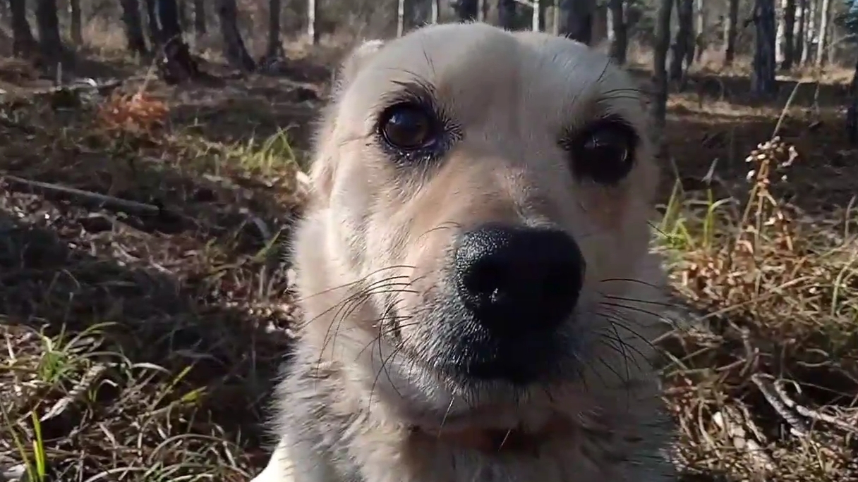 Сходили по грибы мышата или рядовка серая.