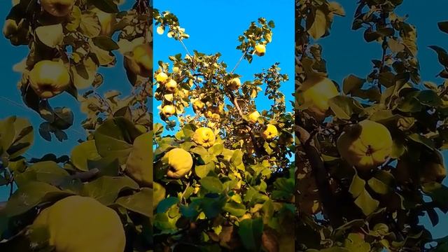 ПОДСКАЖИТЕ ПОЖАЛУЙСТА? ЧТО МОЖНО ПРИГОТОВИТЬ ИЗ АЙВЫ ? 😄 смотреть онлайн