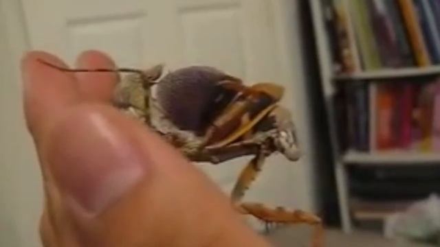 TOP 5 PET PRAYING MANTIS SPECIES FOR BEGINNERS смотреть онлайн