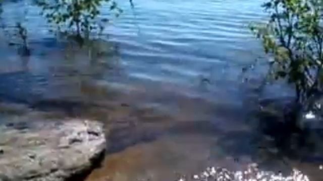 Бьянка , потап и настя - стиль собачки