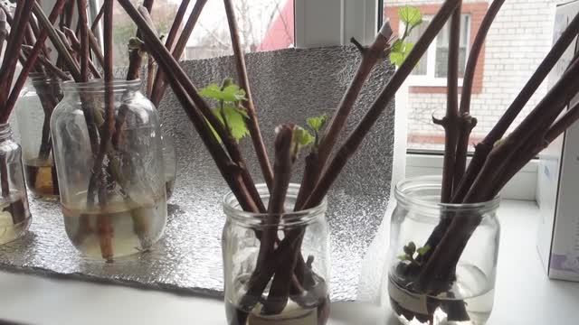 2. Проращивание черенков винограда - самый простой способ. Часть вторая. смотреть онлайн