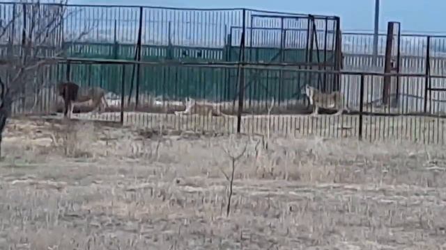 Лев Алекс и его Гарем. Свежее Рождественское видео. смотреть онлайн