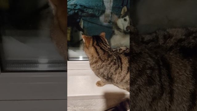 ШУХЕР 😉😺🐕хвостатые не любят усатых🤭🤣