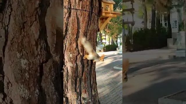 Белочка🐿️❤️ смотреть онлайн