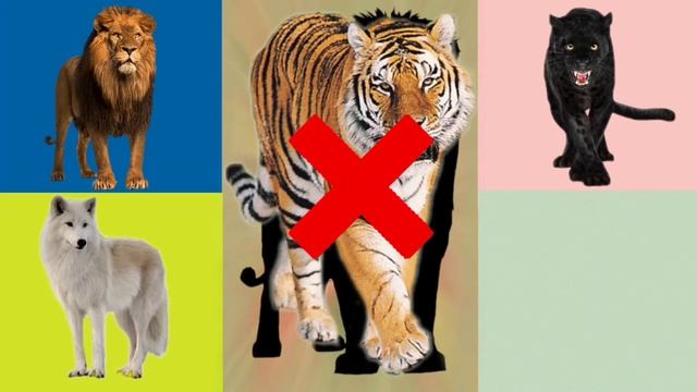CUTE ANIMALS LION, CAT, DOG, Pig, Tiger, Bison, Horse, Lion. PETS. PUPPY 🐶 더 토끼 고슴도치 개 햄스터 토끼 смотреть онлайн