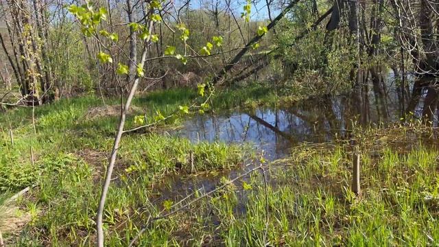 Царский жетон,знак,монеты в старой деревне!!! смотреть онлайн