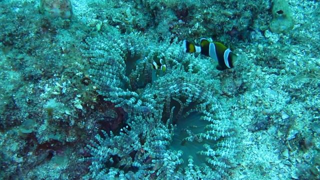 Latezonatus clowns in heteractis aurora anemone смотреть онлайн