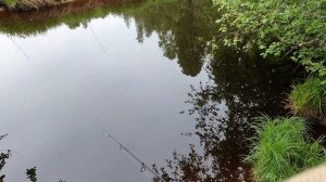 Поклевка на DUO Spearhead Ryuki 50F на мини-речке.