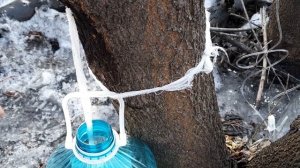 Способы заготовки кленового сока.