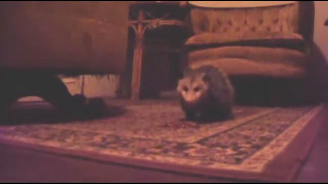 Rudolph, the red nose Opossum on my back porch смотреть онлайн