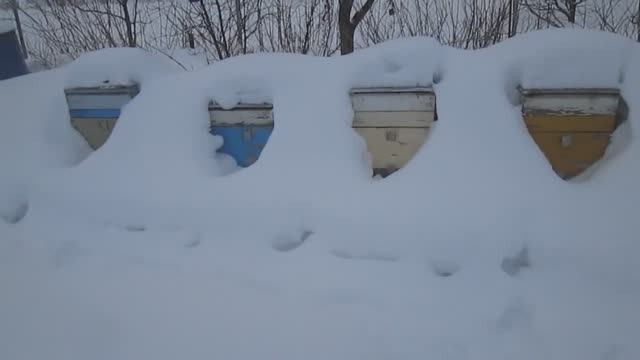 Зимовка пчёл 2022 смотреть онлайн