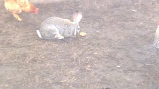 Корм для кролика смотреть онлайн