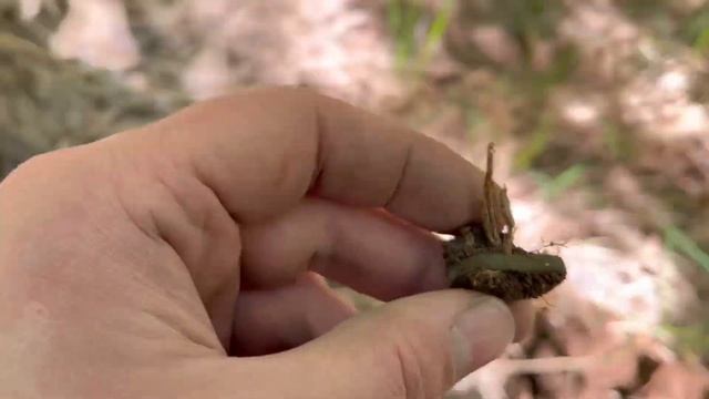 ИЩУ СТАРИНУ НА МЕСТЕ,ГДЕ КОГДА-ТО ЖИЛИ ЛЮДИ! смотреть онлайн