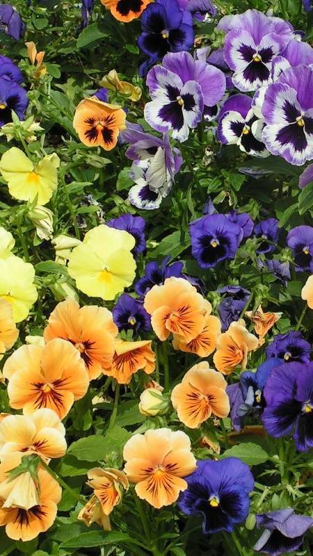 Лунный посевной календарь на ЯНВАРЬ 2025 г.