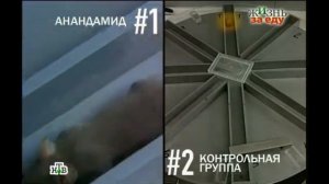 Научная среда Павла Лобкова. Жизнь за еду