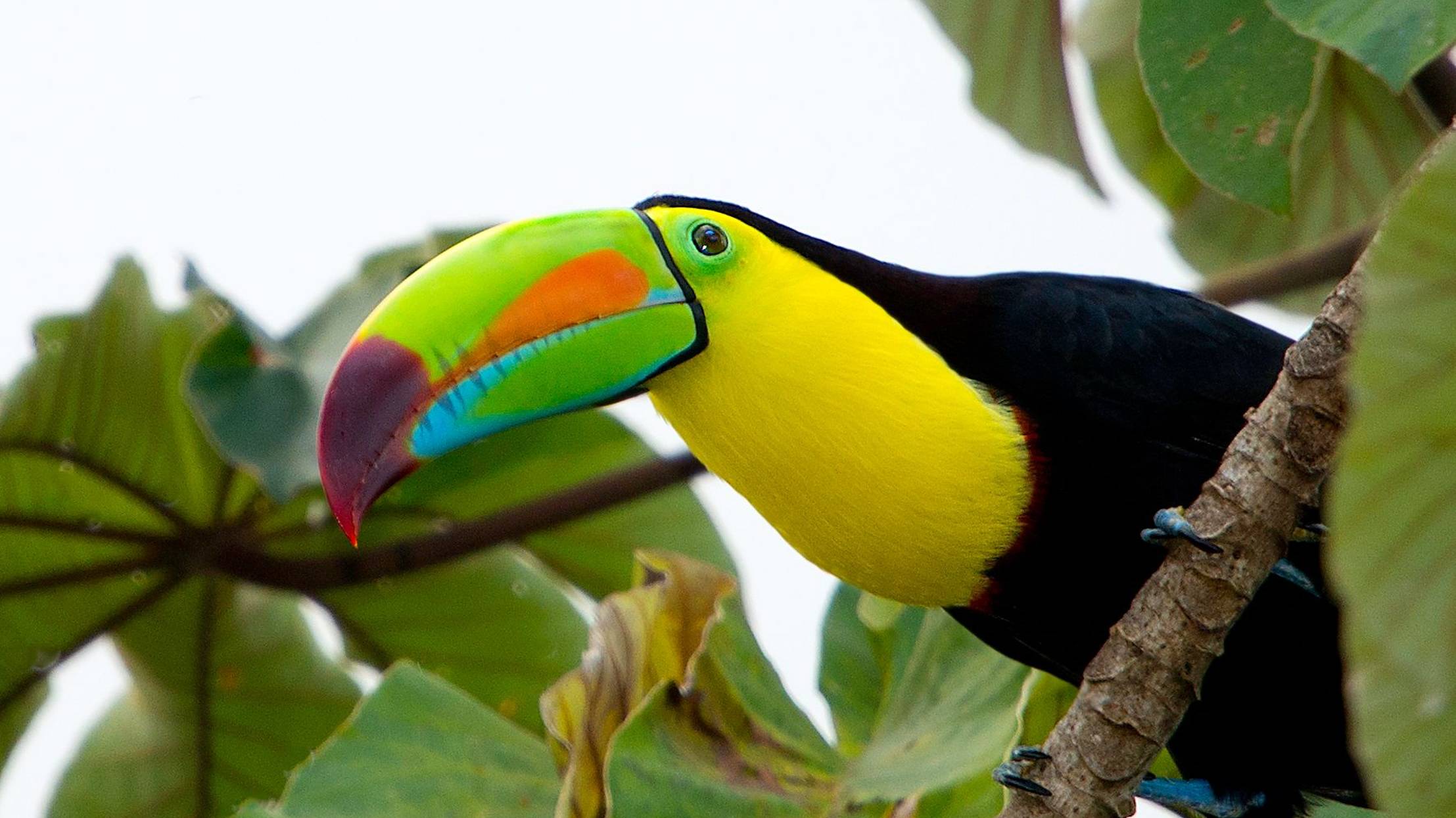 Дикая природа. Птицы тропического леса .