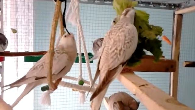 Зелена салата смотреть онлайн