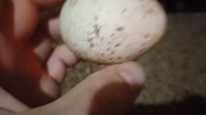 Декалб Уайт 5 месяцев