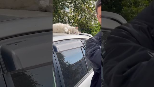 Смотрящие Коты Енисейского двора#кот #енисейскийдвор смотреть онлайн