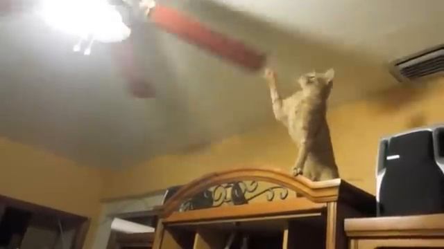 Cat And Ceiling Fan