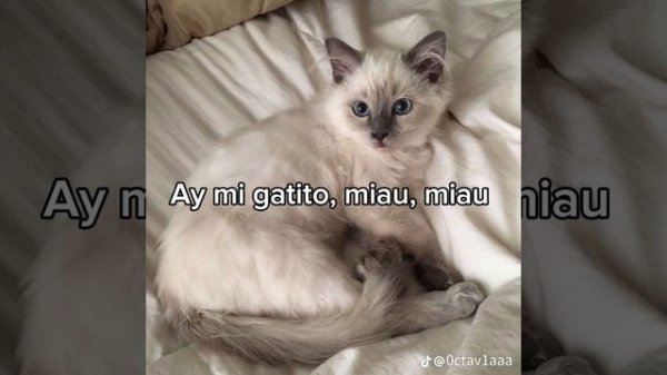 Princesita Kelly - Mi gatito miau miau (Letra)