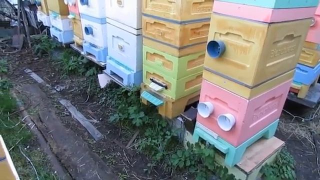 май на пасеке - как пчеловод в мае может потерять семью пчел и остаться без меда смотреть онлайн