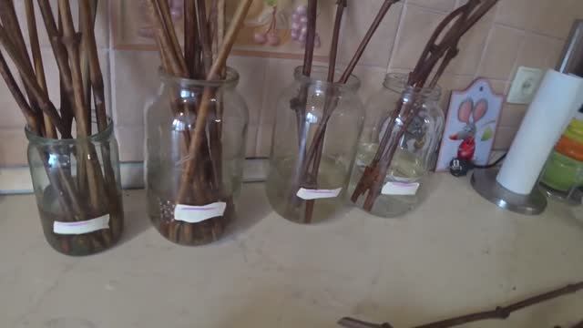 1. Проращивание черенков винограда - самый простой способ. Первая часть. смотреть онлайн