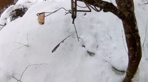 Промысловая охота: пакостная рысь. приманки и наживки на куницу