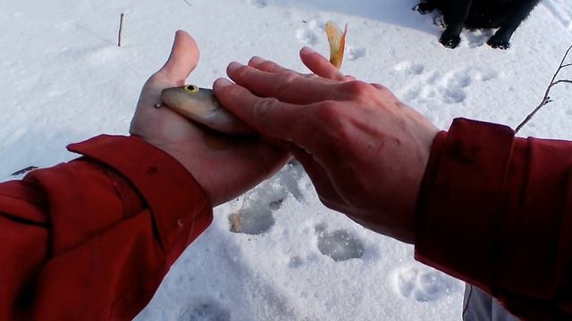 Загадочный ОСТРОВ СКАЗОК и КОРЯЖНИК набитый рыбой. Скулянка, La Izvor, зимняя рыбалка в Молдове 202 смотреть онлайн