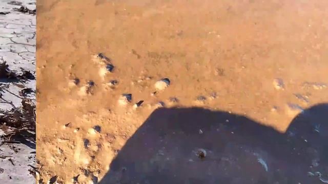 Марсианские виды