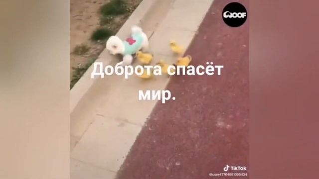 ДОБРОТА-СПАСЕТ ЭТОТ МИР ( ОТ БАБАЙ ВАЛЯЙ) ТВОРИТЕ ДОБРО ВМЕСТЕ смотреть онлайн
