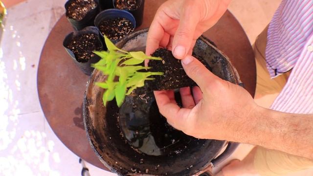 Como transplantar chile y pimiento sin matar los plantines? #PIMIERCOLES Episodio 8 смотреть онлайн