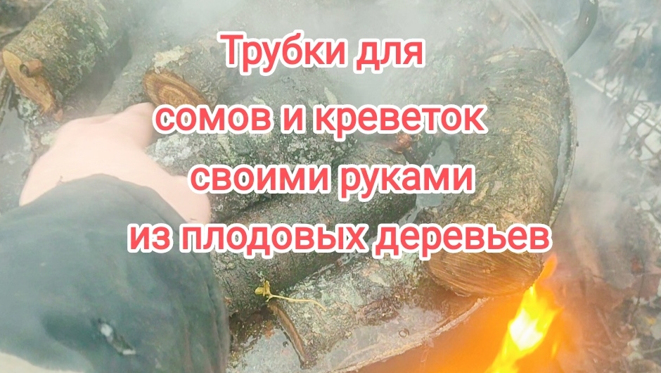 Заготавливаю трубки из плодовых деревьев для сомов и креветок смотреть онлайн
