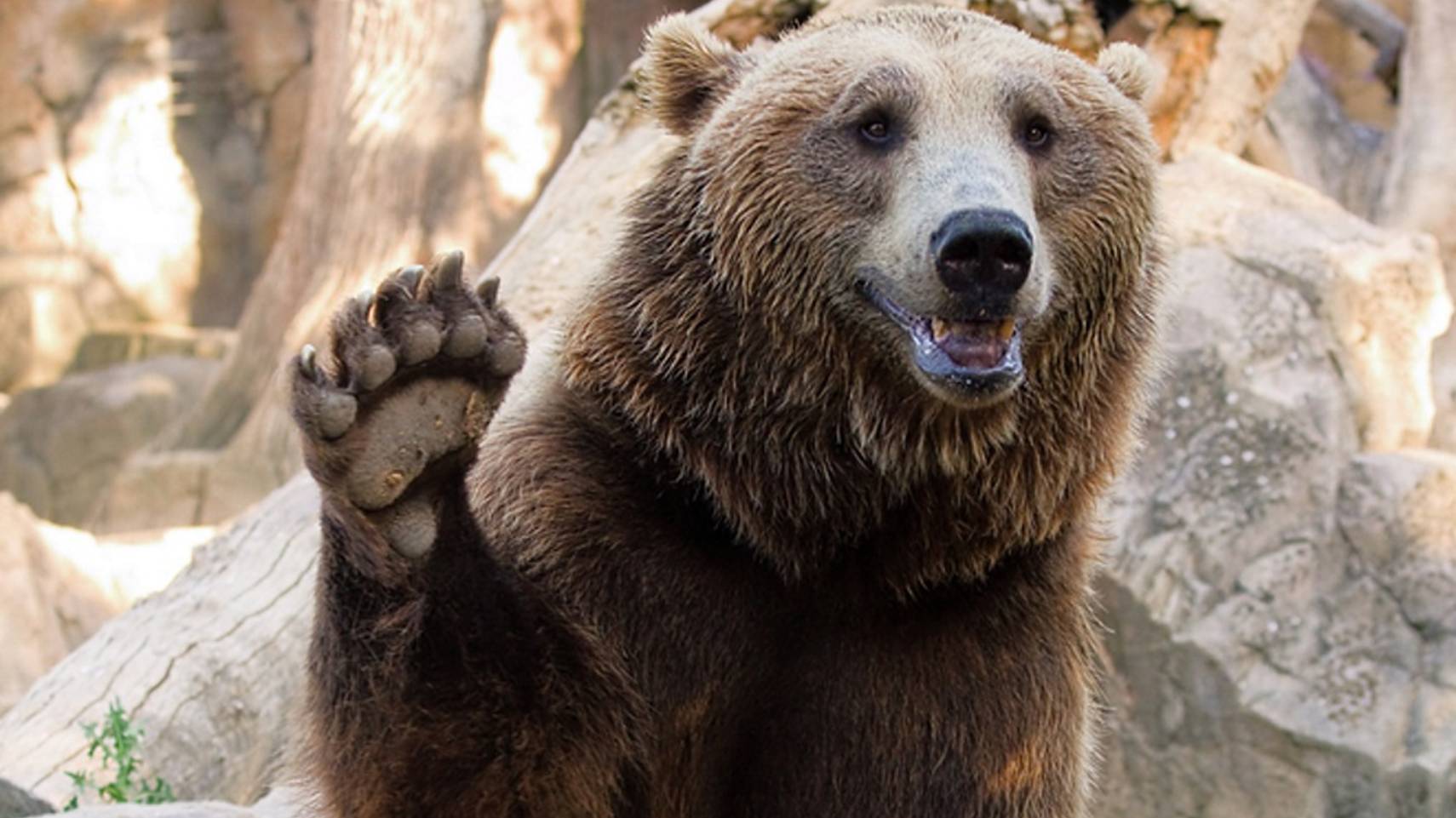 Смерть медведя. 02.01.25. смотреть онлайн