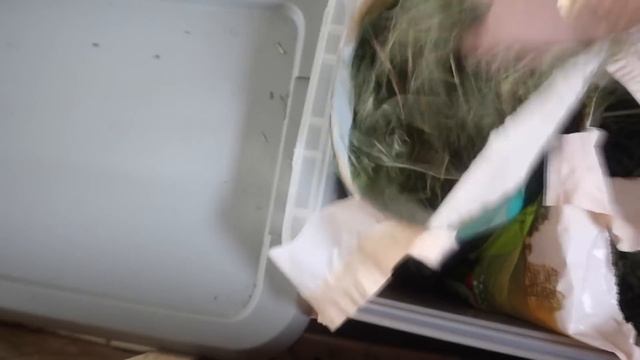 IN DEPTH Bunny Morning Routine смотреть онлайн