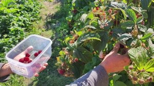 Ремонтантная малина Карамелька. Мой любимый сорт.