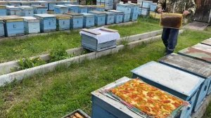 «101-й метод» формирования отводков и семьи-воспитательницы 2 в 1!!!