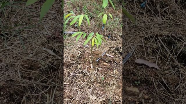 Durian That Just Doesn't Grow! What's the Cause? смотреть онлайн