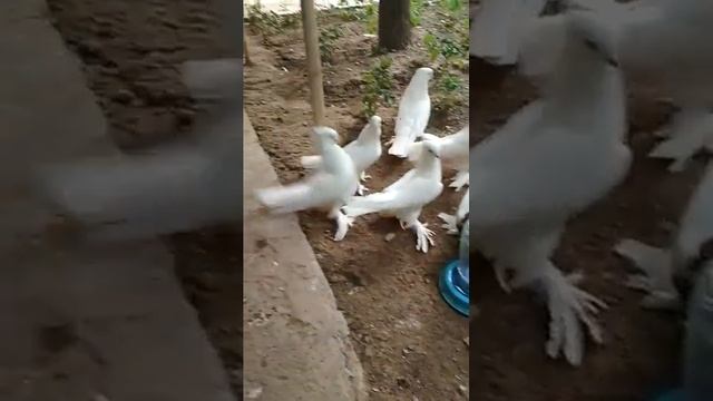 Андижанские голуби МУРАДА БАЙМИРЗАЕВА (Андижан) узбекские голуби смотреть онлайн