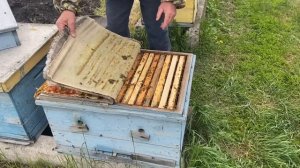 ВЫВОД МАТОК!!! Холодный май, семьи-воспитательницы!!!