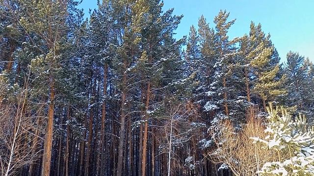 Неужели там кто-то живёт?🤔(Берлога!!!Сосновый бор)🌲🌲 смотреть онлайн