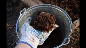 Чем подкормить малину в апреле, чтобы летом было много завязей? Делюсь проверенным способом