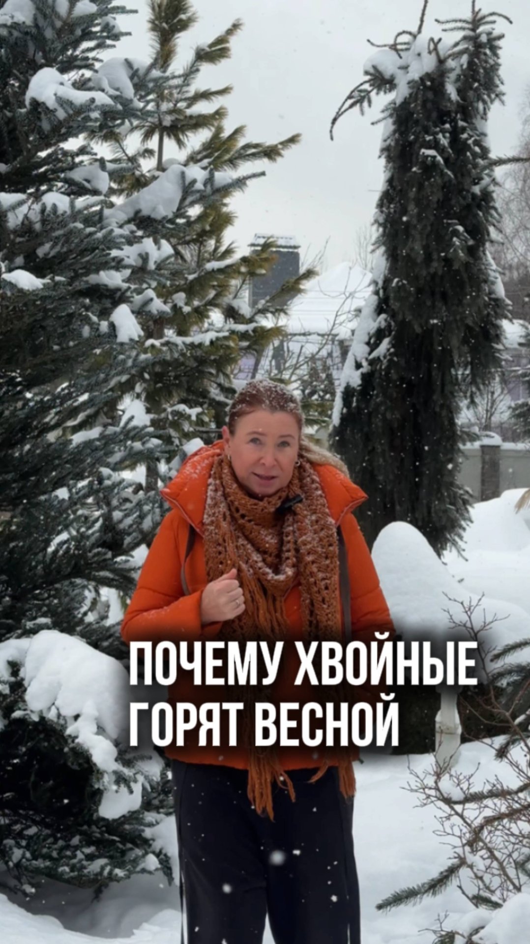 Почему горят хвойные весной?! смотреть онлайн