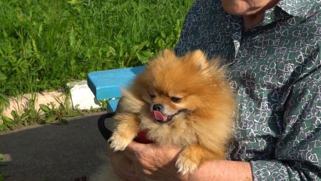 Бабушка и Цезарь смотреть онлайн