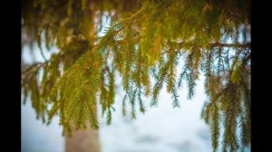 Владимир Высоцкий "Здесь лапы у елей дрожат на весу"