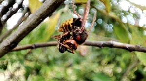 Шершни ловят пчёл (немое кино)