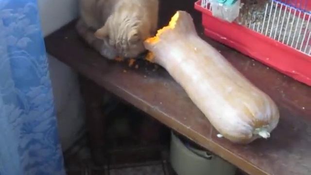 кот жрет тыкву)) смотреть онлайн