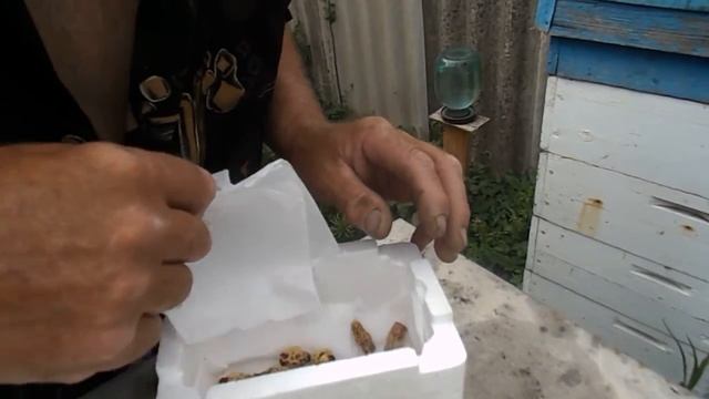 Маточники от племенной смотреть онлайн