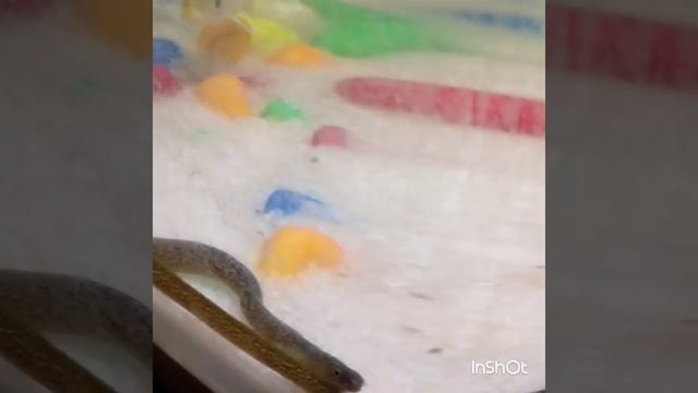Snake in aquarium смотреть онлайн